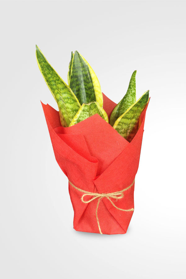 Women's Day & Mother's Day Gift -Snake Plant With Wrapped