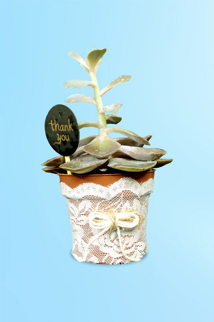 Women's Day & Mother's Day Gift -Violet Echeveria With Designing pot