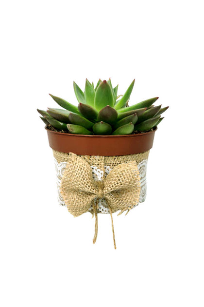 Women's Day & Mother's Day Gift-Echeveria OVR With Decor Pot