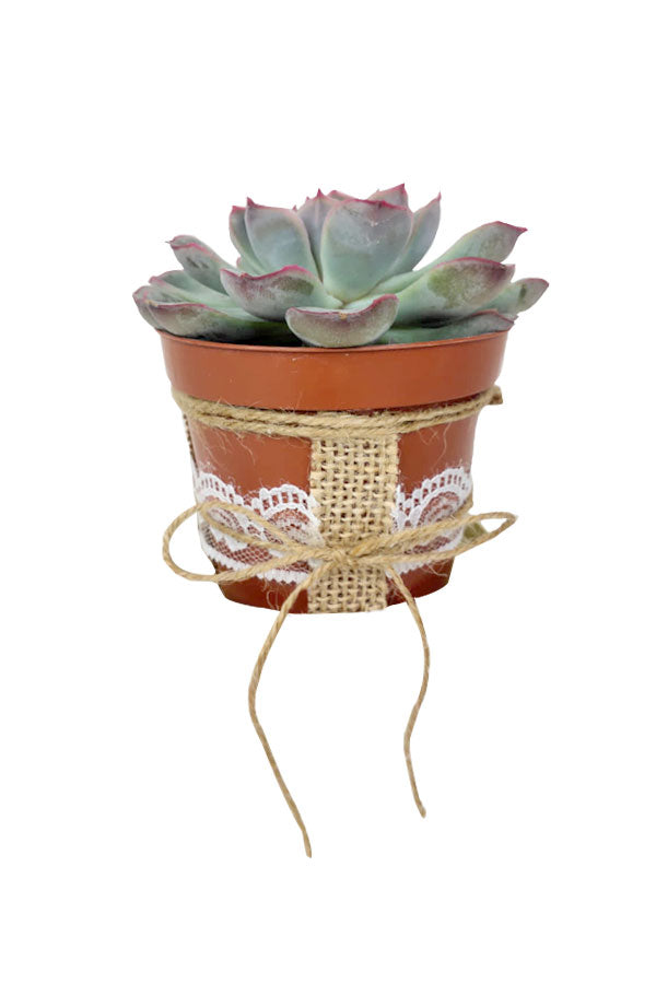 Women's Day & Mother's Day Gift-Echeveria Tippy With Designing Pot