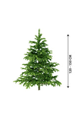 Christmas Tree -Nordmann Fir Holland Indoor Tall Plant- 7-10-Ft