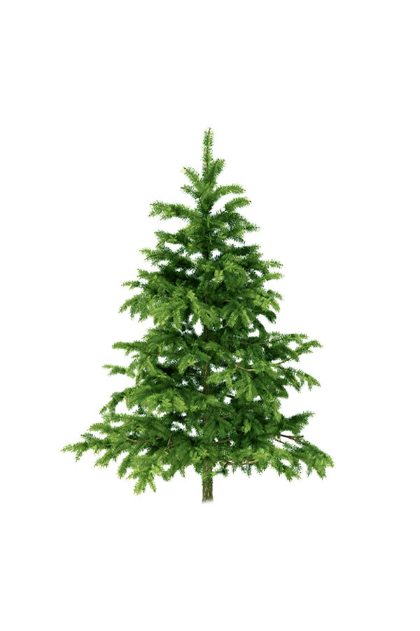 Christmas Tree -Nordmann Fir Holland Indoor Tall Plant- 7-10-Ft