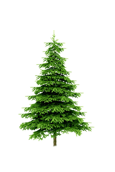 Christmas Tree - Nordmann Fir Holland