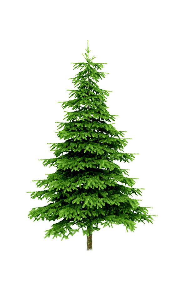 Decorated Nordmann Fir Holland Indoor Christmas Tree 7-10 Ft for Holiday Season - PlantsWorld.ae