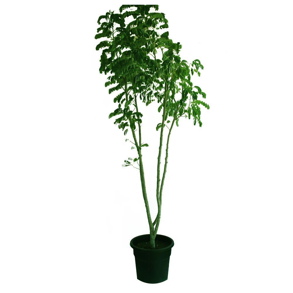 Yellow Poinciana-Peltophorum Pterocarpum - "Flame Tree" - Yellow Poinciana-Peltophorum Pterocarpum - "Flame Tree" - Plantsworld.ae