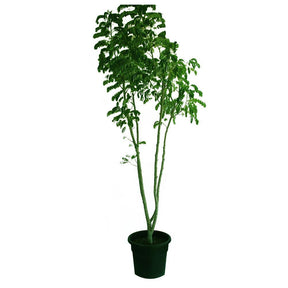 Yellow Poinciana Peltophorum Pterocarpum - Flame Tree with Vibrant Yellow Flowers for Outdoor Gardens