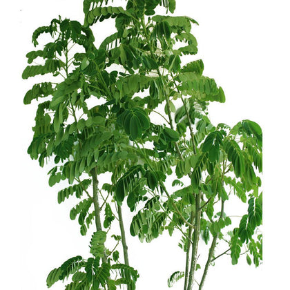Yellow Poinciana-Peltophorum Pterocarpum - 