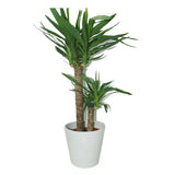Yucca-Air Purifying Indoor Plant - Plantsworld.ae - {{ varient.name }}