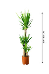 Yucca – Luftreinigende Zimmerpflanze