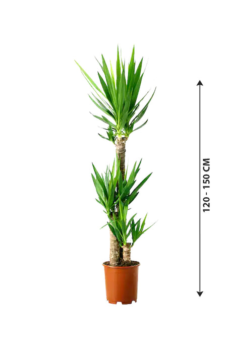 Yucca - Air Purifying Indoor Plant