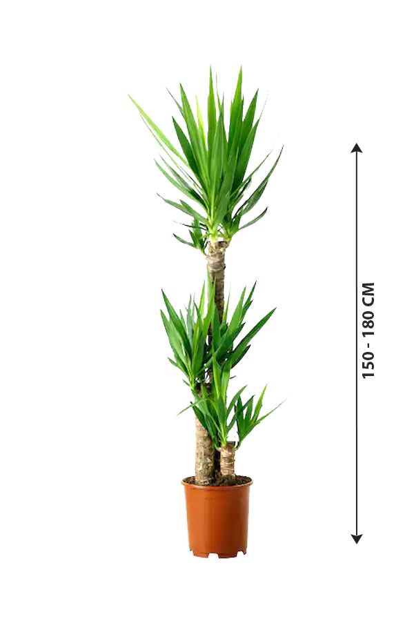 Yucca – Luftreinigende Zimmerpflanze