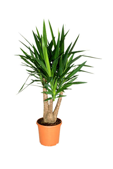 Yucca Branched - Air Purifying Indoor Plant