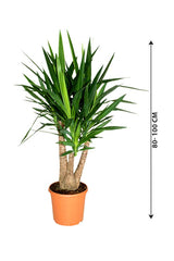Yucca Branched - Air Purifying Indoor Plant