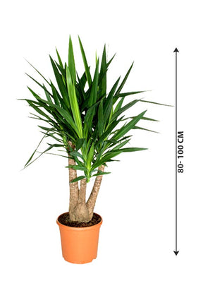 Yucca Branched - Air Purifying Indoor Plant - Plantsworld.ae