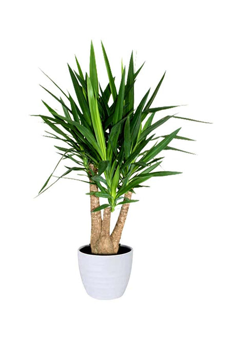 Yucca Branched indoor plant with spiky green leaves, a low-maintenance, air-purifying plant for home décor.