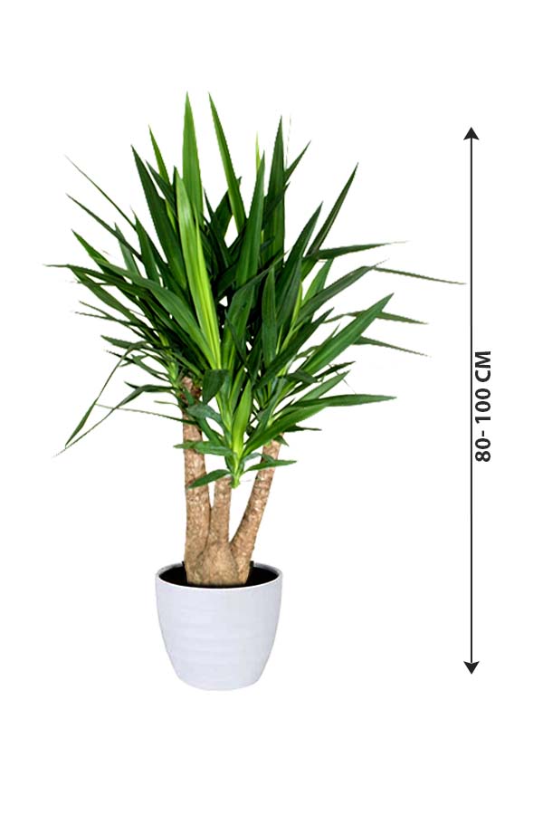 Yucca Branched – Luftreinigende Zimmerpflanze