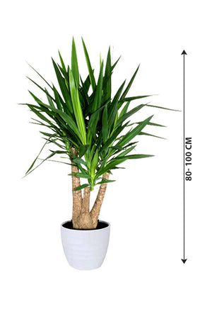 Yucca Branched - Air Purifying Indoor Plant - Plantsworld.ae