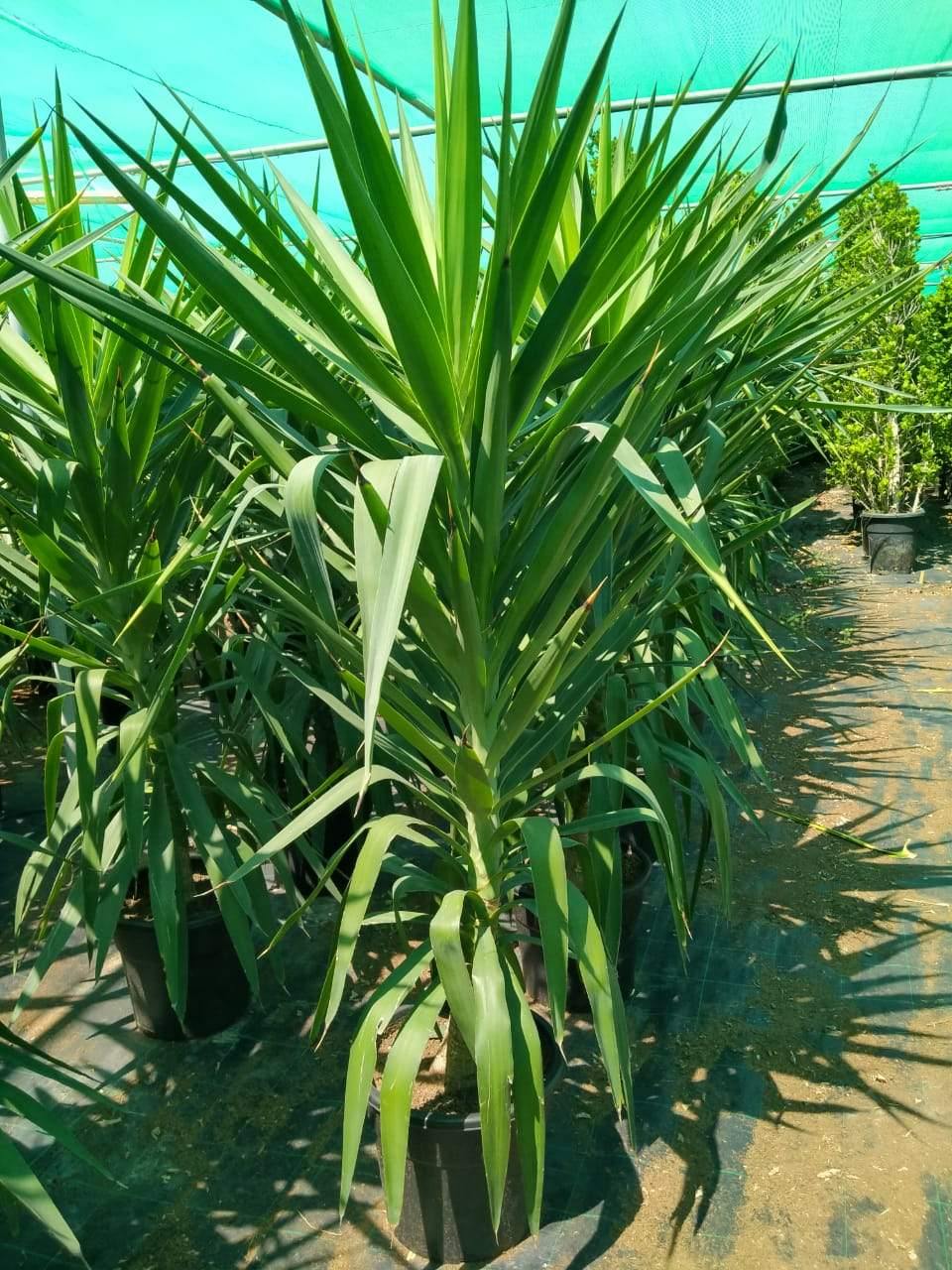 Yucca Elegans Green-Summer Plant - Yucca Elegans Green-Summer Plant - Plantsworld.ae