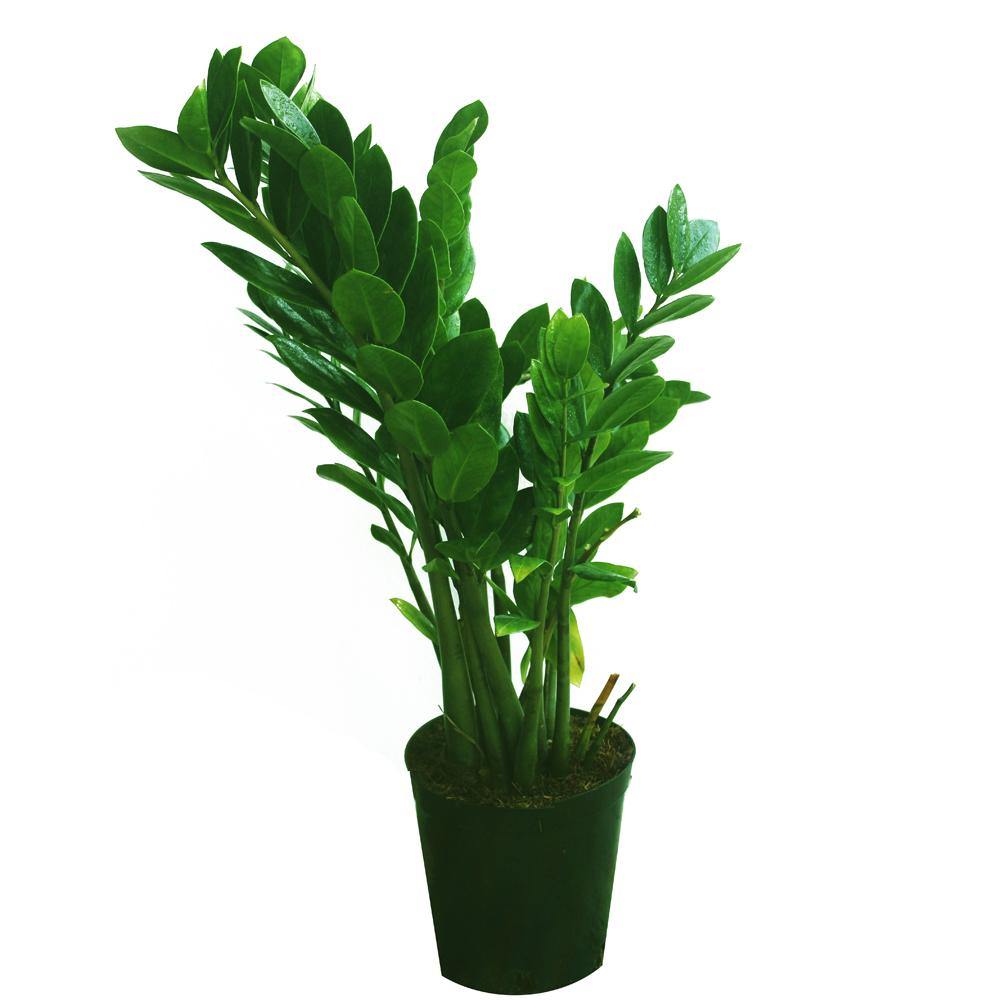 Zamioculcas Zamiifolia - ZZ Plant - "Zanzibar Gem" - "Welcome Plant" - Plantsworld.ae - {{ varient.name }}
