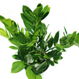Zamioculcas Zamiifolia - ZZ Plant - "Zanzibar Gem" - "Welcome Plant" - Plantsworld.ae - {{ varient.name }}
