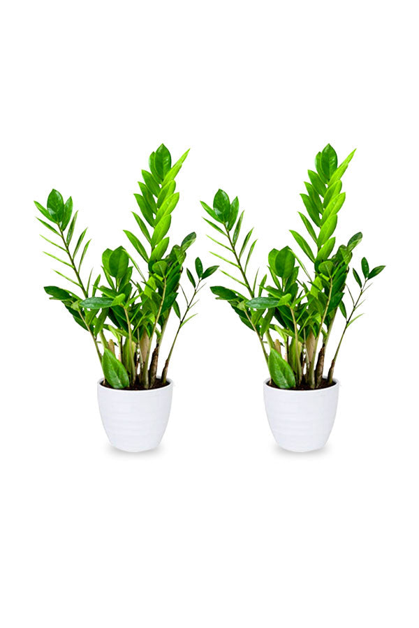 Kaufen Sie eins und erhalten Sie eins – Zamioculcas Zamiifolia – ZZ-Pflanze – Zimmerpflanze
