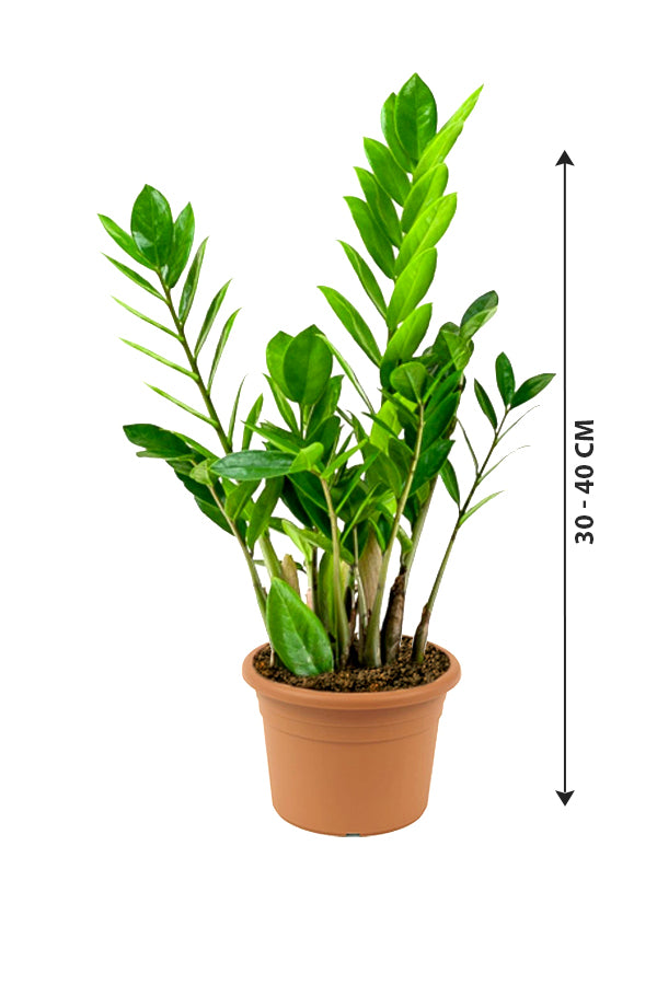 Zamioculcas Zamiifolia - ZZ-Pflanze - Sansibar Gem
