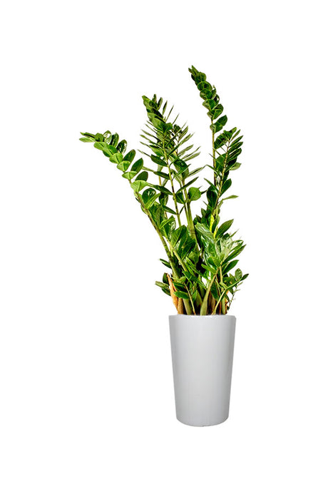 Silver Combo - Health Club Package - Plantsworld.ae