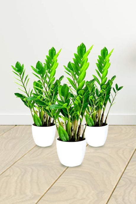 Zamioculcas Zamiifolia- ZZ plant With White Ceramic  Pot - Zamioculcas Zamiifolia- ZZ plant With White Ceramic  Pot - Plantsworld.ae