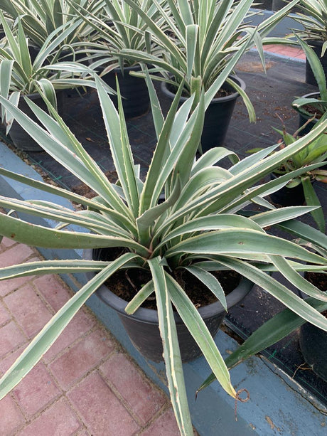 Agave Americana Marginata-Desert Plant - Agave Americana Marginata-Desert Plant - Plantsworld.ae