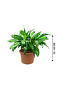 Aglaonema Maria - Chinese Evergreen Indoor Plants - Aglaonema Maria - Chinese Evergreen Indoor Plants - Plantsworld.ae