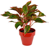Indoor plants online in dubai-uae-Aglaonema Red - Air Purifying Plant