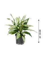 Aglaonema Silver Queen - Chinese Evergreen Plant - Aglaonema Silver Queen - Chinese Evergreen Plant - Plantsworld.ae