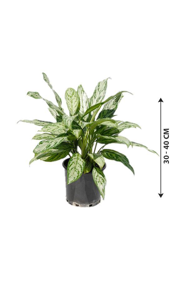 Aglaonema Silver Queen - Chinese Evergreen Plant - Aglaonema Silver Queen - Chinese Evergreen Plant - Plantsworld.ae