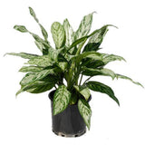 Indoor plants online in dubai-uae-Aglaonema Silver Queen - Chinese Evergreen Plant