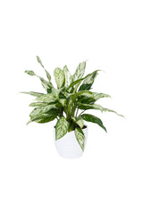 Aglaonema Silver Queen – Chinesische immergrüne Pflanze