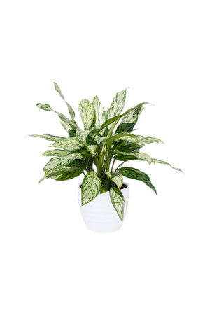 Aglaonema Silver Queen - Chinese Evergreen Plant in a decorative pot, showcasing its silver-green leaves. An ideal indoor plant for air purification and style.