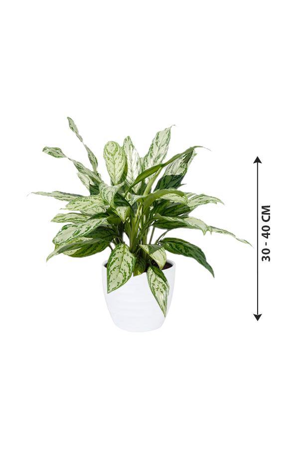 Aglaonema Silver Queen - Chinese Evergreen Plant - Aglaonema Silver Queen - Chinese Evergreen Plant - Plantsworld.ae