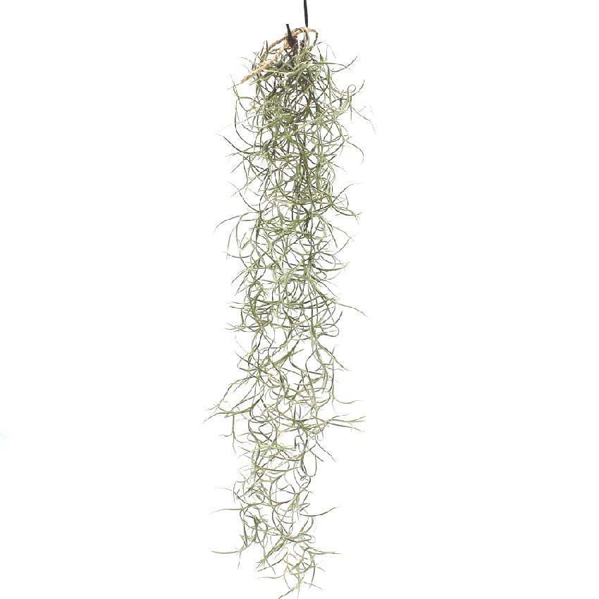 Indoor plants online in dubai-uae-Spanish Moss- Tillandsia Usneoides