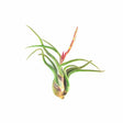 Indoor plants online in dubai-uae-Air Plant-Tillandsia Caput