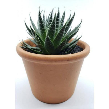 Indoor plants online in dubai-uae-Aloe Aristata - Tiki Tahi