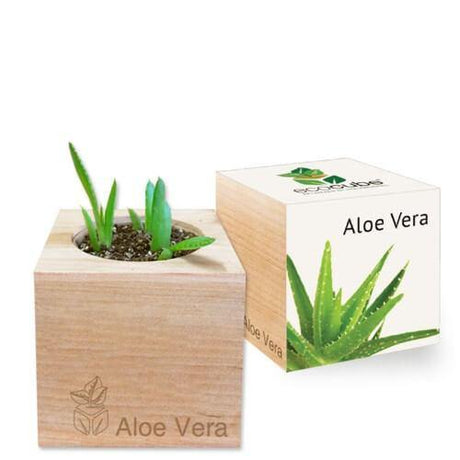 aloe-vera-ecocubes-online-in-dubai-uae