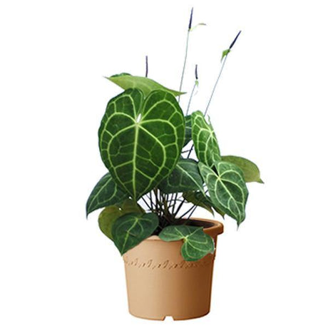 Indoor plants online in dubai-uae-Anthurium Crystallinum - The Flamingo Flower