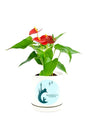 Anthurium Red Plant  in a Customized White Pot.