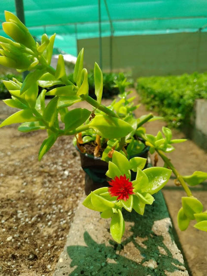 Aptenia-Baby Sun Rose - Plantsworld.ae - {{ varient.name }}
