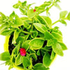 Outdoor plants online in dubai-uae Aptenia-Baby-sun-rose