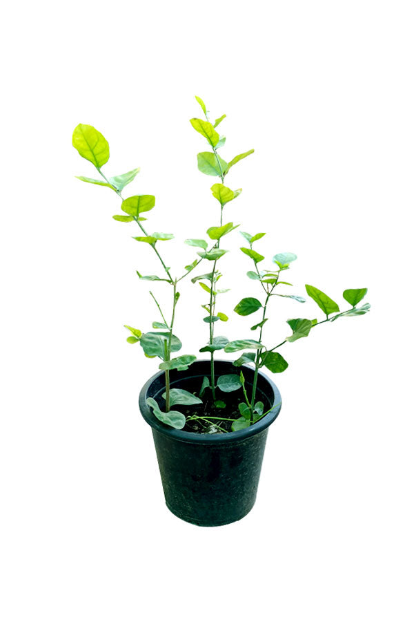 Arabischer Jasmin – Jasminum Sambac – blühende Pflanze