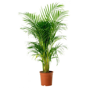 Indoor plants online in dubai-uae-Areca Palm-Chrysalidocarpus