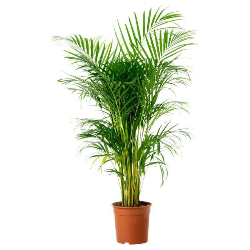 Indoor plants online in dubai-uae-Areca Palm-Chrysalidocarpus