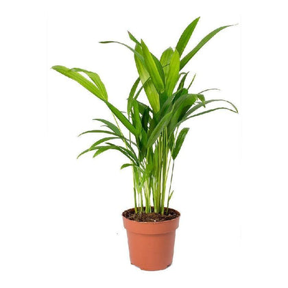Indoor plants online in dubai-uae-Areca Palm Small - Chrysalidocarpus Lutescens