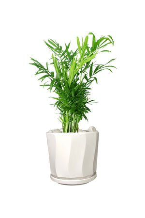 Silver Office Plant Combo - Mixed Species - Plantsworld.ae